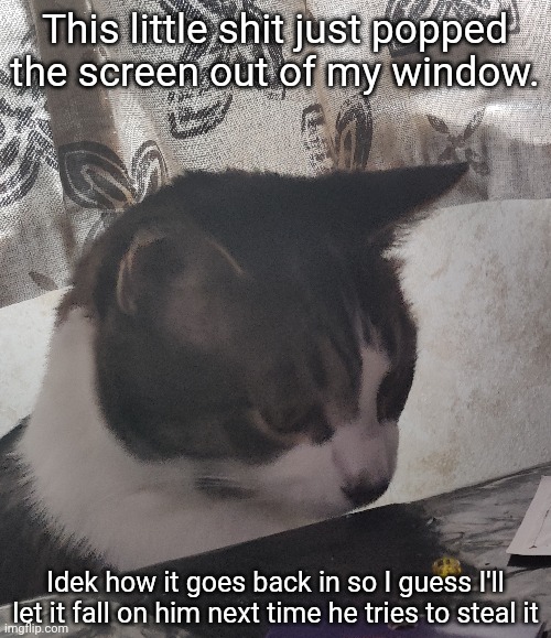 How. Just how. | This little shit just popped the screen out of my window. Idek how it goes back in so I guess I'll let it fall on him next time he tries to steal it | made w/ Imgflip meme maker
