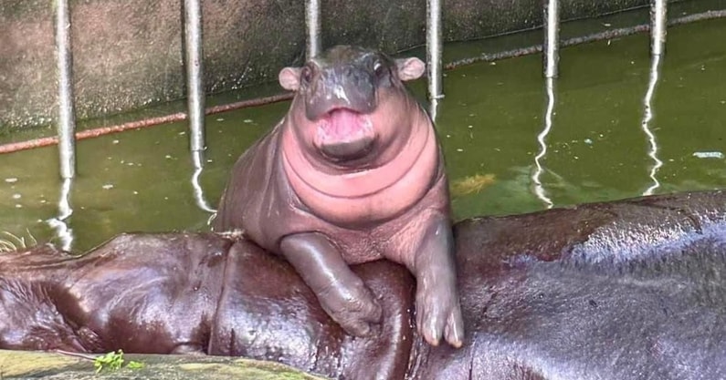 moo deng Blank Meme Template