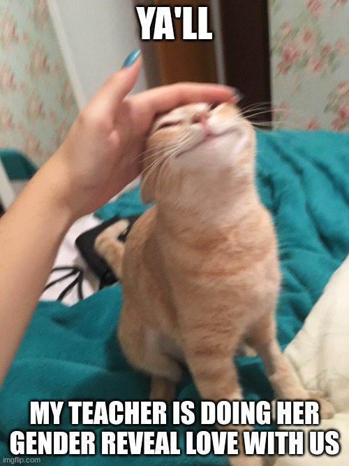 OMG I'M EXCITED | YA'LL; MY TEACHER IS DOING HER GENDER REVEAL LOVE WITH US | image tagged in cat pat | made w/ Imgflip meme maker