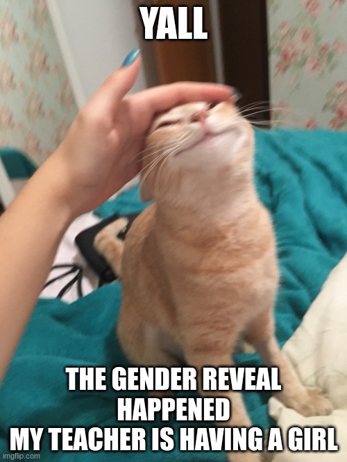 :3 sorry for the spelling on the last one | YALL; THE GENDER REVEAL HAPPENED
MY TEACHER IS HAVING A GIRL | image tagged in cat pat | made w/ Imgflip meme maker