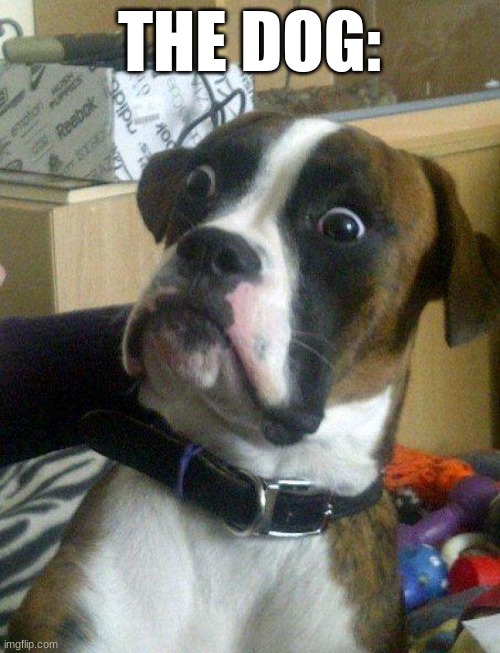 Blankie the Shocked Dog | THE DOG: | image tagged in blankie the shocked dog | made w/ Imgflip meme maker