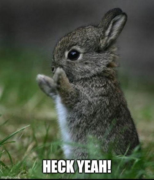 Cute Bunny | HECK YEAH! | image tagged in cute bunny | made w/ Imgflip meme maker