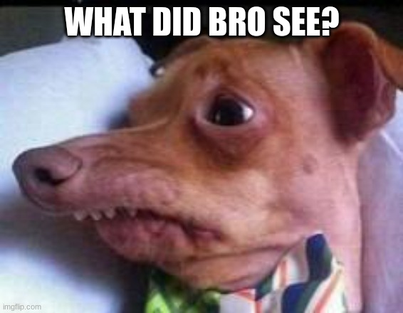 lisp dog | WHAT DID BRO SEE? | image tagged in lisp dog | made w/ Imgflip meme maker