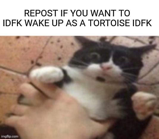 Cat caught in 4 k | REPOST IF YOU WANT TO IDFK WAKE UP AS A TORTOISE IDFK | image tagged in cat caught in 4 k | made w/ Imgflip meme maker