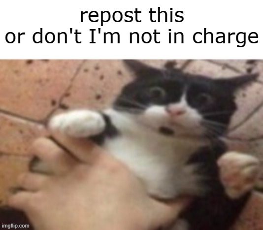 Cat caught in 4 k | repost this
or don't I'm not in charge | image tagged in cat caught in 4 k | made w/ Imgflip meme maker