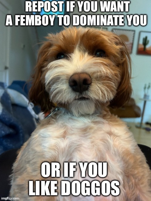 the doggie one. | image tagged in 3 | made w/ Imgflip meme maker