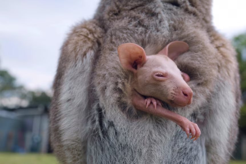 Olaf the White Roo Blank Meme Template