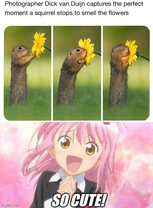 SO CUTE! | image tagged in aww anime girl,squirrel,flowers,cute,memes | made w/ Imgflip meme maker