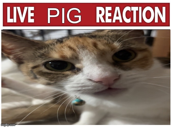 Live reaction | PIG | image tagged in live reaction | made w/ Imgflip meme maker