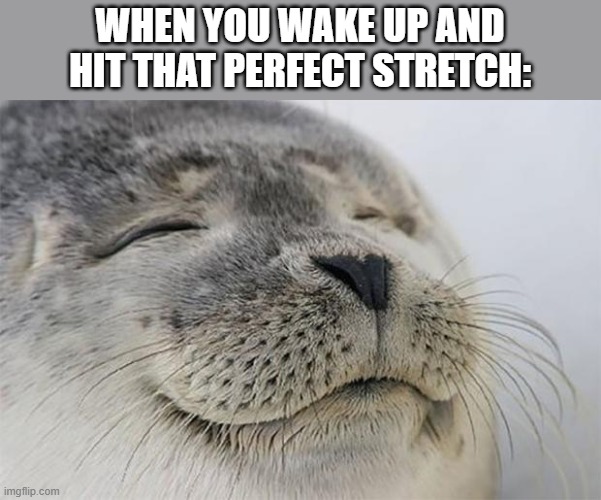 Satisfied Seal Meme | WHEN YOU WAKE UP AND HIT THAT PERFECT STRETCH: | image tagged in memes,satisfied seal | made w/ Imgflip meme maker