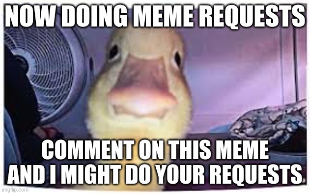 News about my meme uploads | NOW DOING MEME REQUESTS; COMMENT ON THIS MEME AND I MIGHT DO YOUR REQUESTS | image tagged in request,memes,meme ideas | made w/ Imgflip meme maker