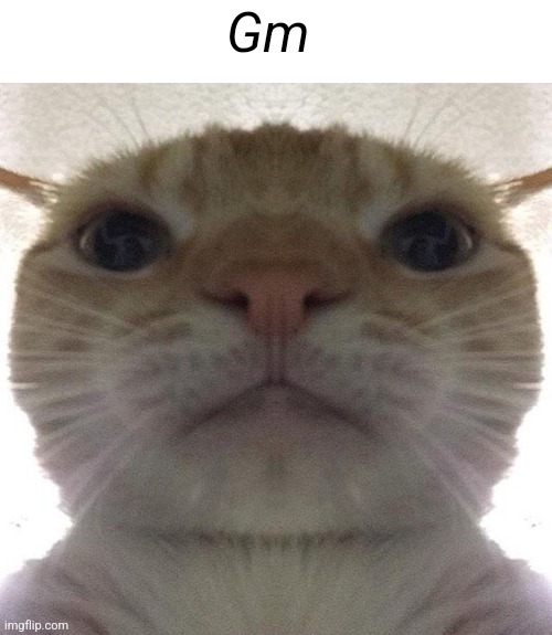 Staring Cat/Gusic | Gm | image tagged in staring cat/gusic | made w/ Imgflip meme maker