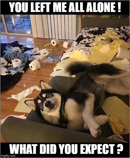 Husky Destruction | YOU LEFT ME ALL ALONE ! WHAT DID YOU EXPECT ? | image tagged in dogs,husky,destruction | made w/ Imgflip meme maker