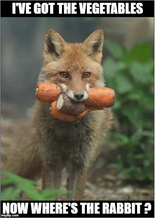 Foxes Love Rabbit Stew ! | I'VE GOT THE VEGETABLES; NOW WHERE'S THE RABBIT ? | image tagged in foxes,vegetables,rabbit stew | made w/ Imgflip meme maker