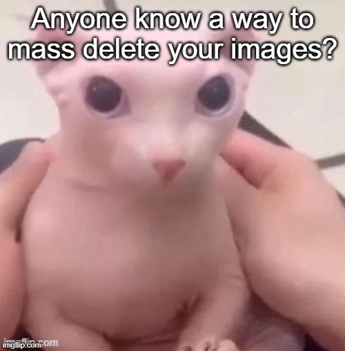 bingus | Anyone know a way to mass delete your images? | image tagged in bingus | made w/ Imgflip meme maker