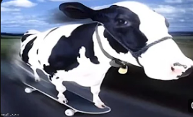 Skateboard cow | image tagged in skateboard cow | made w/ Imgflip meme maker