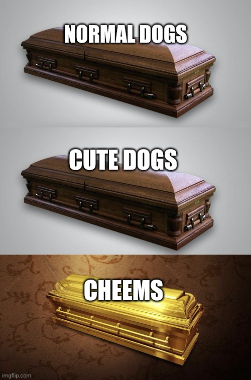 Wood Casket Gold Casket | NORMAL DOGS CUTE DOGS CHEEMS | image tagged in wood casket gold casket | made w/ Imgflip meme maker