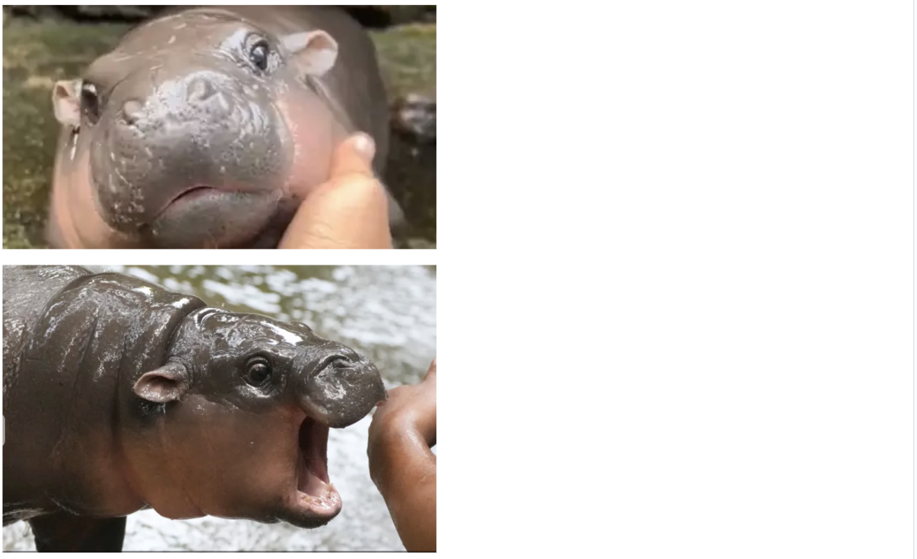 Moo Deng Attacc Blank Meme Template