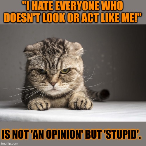 This #lolcat wonders why hoo-mens often confuse their stupidity with having an opinion | "I HATE EVERYONE WHO DOESN'T LOOK OR ACT LIKE ME!"; IS NOT 'AN OPINION' BUT 'STUPID'. | image tagged in opinion,lolcat,stupid people | made w/ Imgflip meme maker