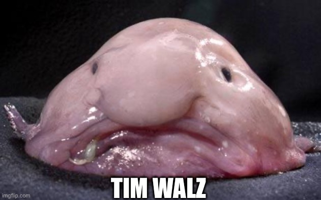 Blobfish | TIM WALZ | image tagged in blobfish | made w/ Imgflip meme maker