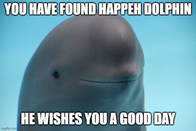 daily cute meme #2 | YOU HAVE FOUND HAPPEH DOLPHIN; HE WISHES YOU A GOOD DAY | image tagged in dolphin,cute,wholesome | made w/ Imgflip meme maker