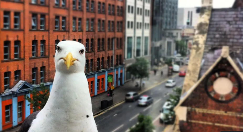 seagull Blank Meme Template