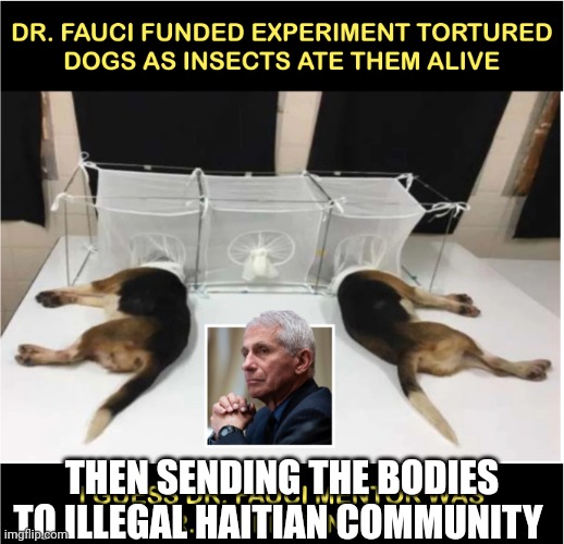 Dnc world | THEN SENDING THE BODIES TO ILLEGAL HAITIAN COMMUNITY | image tagged in fauci torturing dogs | made w/ Imgflip meme maker