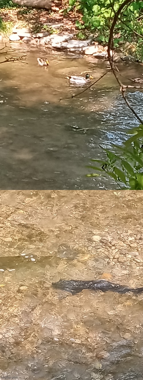 Went for a class walk, saw ducks and salmon | made w/ Imgflip meme maker