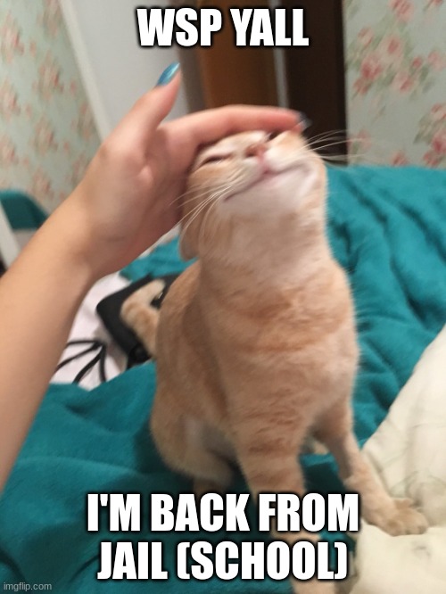 :3 | WSP YALL; I'M BACK FROM JAIL (SCHOOL) | image tagged in cat pat | made w/ Imgflip meme maker