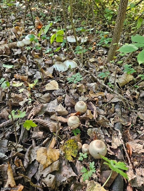 FALL MUSHROOMS GROWING IN THE AUTUMN LEAVES | image tagged in mushrooms,fall,autumn leaves | made w/ Imgflip meme maker