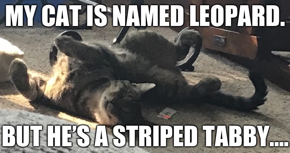 We named him Leopard before realizing leopards have spots | MY CAT IS NAMED LEOPARD. BUT HE’S A STRIPED TABBY…. | image tagged in cat,confusing | made w/ Imgflip meme maker