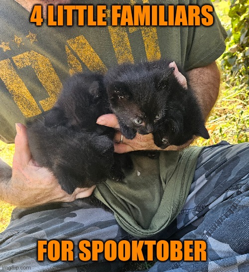 MY PARENTS HAVE A FAMILY OF BLACK CATS | 4 LITTLE FAMILIARS; FOR SPOOKTOBER | image tagged in cats,kittens,spooktober,black cat | made w/ Imgflip meme maker