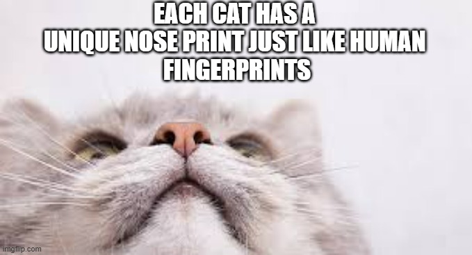 memes by Brad - Cat noses have individual prints just like human fingerprints | EACH CAT HAS A UNIQUE NOSE PRINT JUST LIKE HUMAN
 FINGERPRINTS | image tagged in funny,cats,kittens,nose,humor,funny cat memes | made w/ Imgflip meme maker