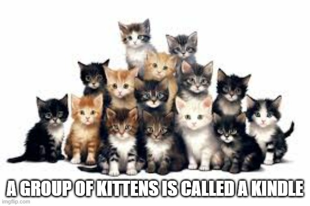 memes by Brad - A group of kittens is called a kindle | A GROUP OF KITTENS IS CALLED A KINDLE | image tagged in funny,kittens,cute kittens,cats,humor,funny cat memes | made w/ Imgflip meme maker