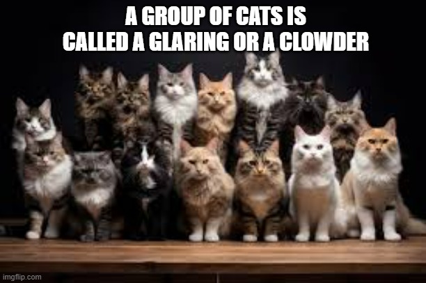 memes by Brad - A group of cats is know as a glaring or a clowder. | A GROUP OF CATS IS CALLED A GLARING OR A CLOWDER | image tagged in funny,cats,kittens,funny cat memes,humor,definition | made w/ Imgflip meme maker