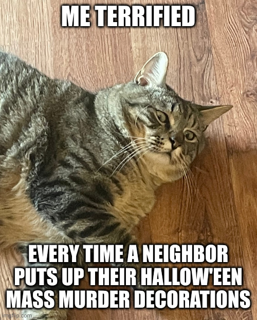 Holy Crap! What the hell is that? | ME TERRIFIED; EVERY TIME A NEIGHBOR PUTS UP THEIR HALLOW'EEN MASS MURDER DECORATIONS | image tagged in terrified cat,halloween is coming,neighbors,memes,jumpscare,too much | made w/ Imgflip meme maker