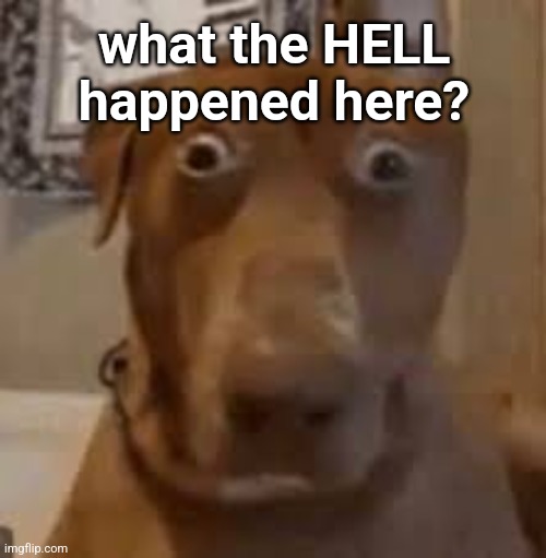 hward something about msmg but idk what that's about | what the HELL happened here? | image tagged in shocked dog | made w/ Imgflip meme maker