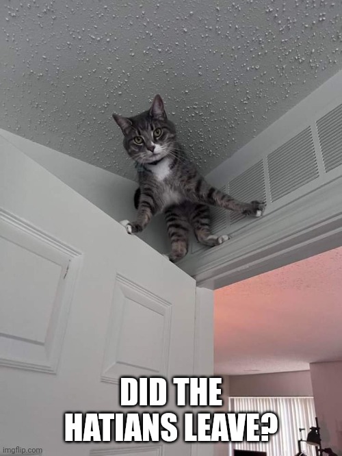 Scared cat | DID THE HATIANS LEAVE? | image tagged in magas,suck | made w/ Imgflip meme maker