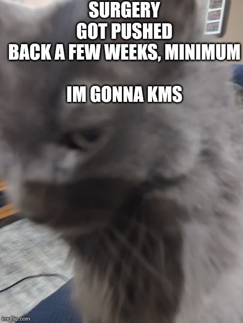 32's Cat | SURGERY GOT PUSHED BACK A FEW WEEKS, MINIMUM
 
IM GONNA KMS | image tagged in 32's cat | made w/ Imgflip meme maker