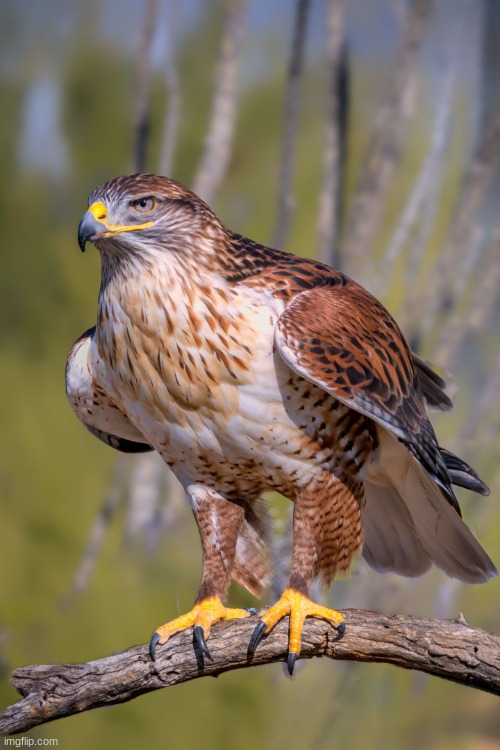 hawk | image tagged in tuah | made w/ Imgflip meme maker