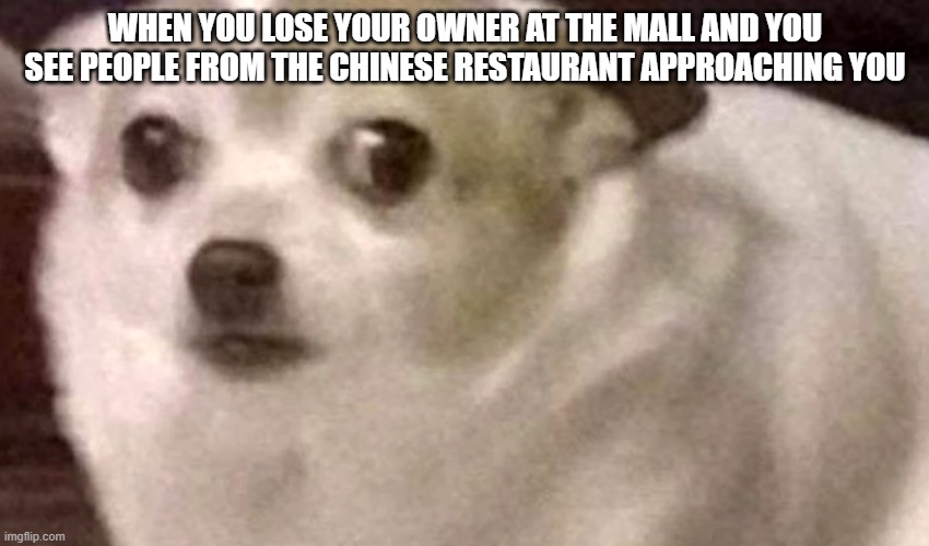 Oh no | WHEN YOU LOSE YOUR OWNER AT THE MALL AND YOU SEE PEOPLE FROM THE CHINESE RESTAURANT APPROACHING YOU | image tagged in funny,goofy ahh,lol | made w/ Imgflip meme maker