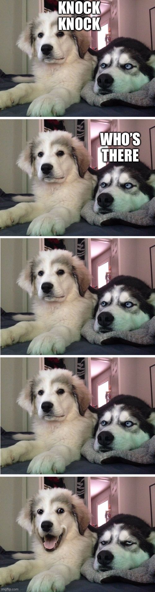 Knock Knock Dogs | KNOCK KNOCK; WHO’S THERE | image tagged in knock knock dogs | made w/ Imgflip meme maker