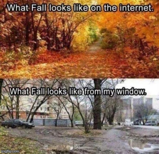 Fall | image tagged in fall,autumn,reposts,repost,memes,leaves | made w/ Imgflip meme maker