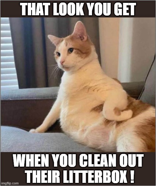 Leave My Poop Alone, Human ! | THAT LOOK YOU GET; WHEN YOU CLEAN OUT 
THEIR LITTERBOX ! | image tagged in cats,litter box,that look | made w/ Imgflip meme maker