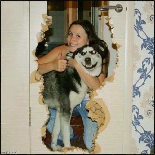 Both Dog And Owner Look Happy    With The 'Remodelling' Job ! | image tagged in dogs,husky,destruction | made w/ Imgflip meme maker