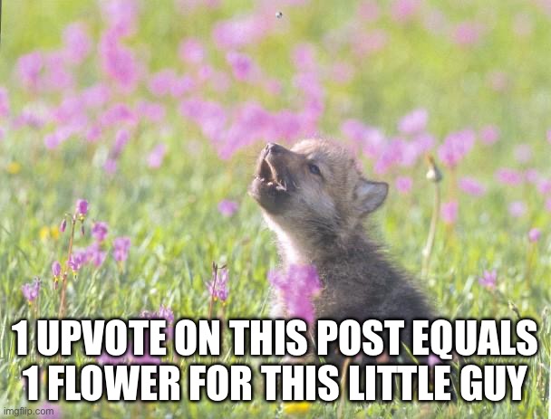 Go ahead and scold me for upvote begging but I need 1000 or 10000 more pts | 1 UPVOTE ON THIS POST EQUALS 1 FLOWER FOR THIS LITTLE GUY | image tagged in memes,baby insanity wolf,buddy the dog | made w/ Imgflip meme maker