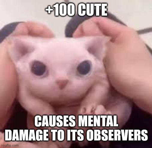 Scrunched Bingus | +100 CUTE CAUSES MENTAL DAMAGE TO ITS OBSERVERS | image tagged in scrunched bingus | made w/ Imgflip meme maker