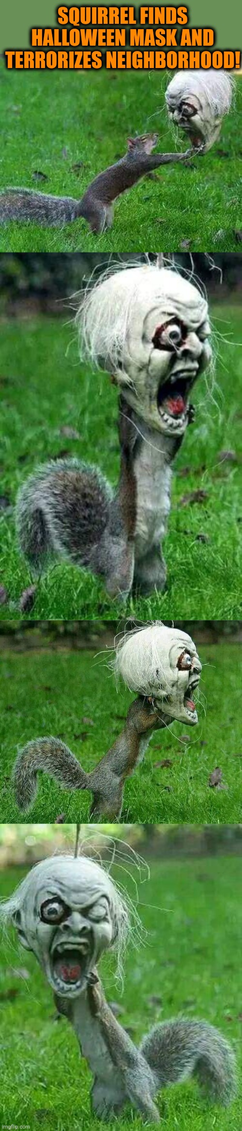 Scary Squirrel | SQUIRREL FINDS HALLOWEEN MASK AND TERRORIZES NEIGHBORHOOD! | image tagged in squirrel,halloween,mask,scary,spooky month,funny memes | made w/ Imgflip meme maker