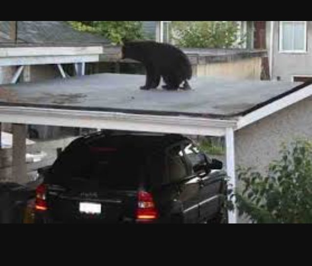 Bear carport Blank Meme Template