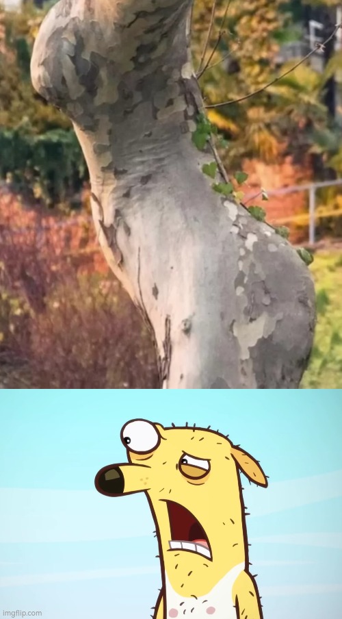 This is the weirdest tree I've ever seen... | image tagged in tree | made w/ Imgflip meme maker